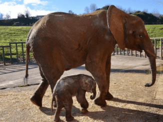 Cabárceno acogerá cuatro jornadas de plantación de árboles autóctonos