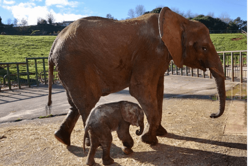Cabarceno elefante Neco