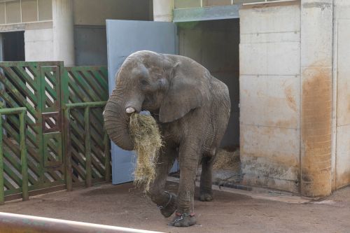Cabárceno despide a Jums, el macho dominante de la manada de elefantes africanos