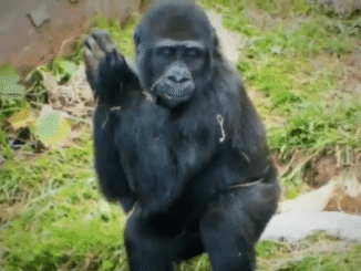 El Parque de Cabárceno celebra diciembre con una variada programación navideña de espectáculos