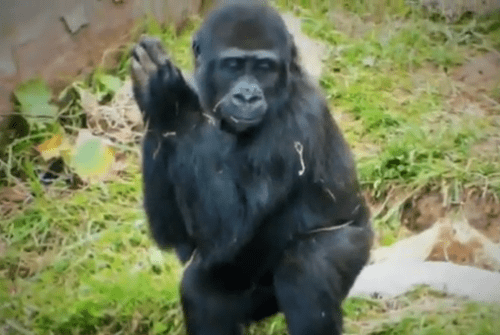 El Parque de Cabárceno celebra diciembre con una variada programación navideña de espectáculos El Parque de Cabárceno celebra diciembre con una variada programación navideña de espectáculos