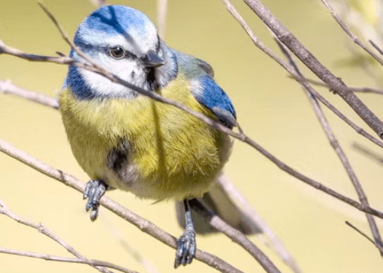 Cantur y SEO/BirdLife organizan rutas guiadas durante el verano para aproximarse a las aves Cantur y SEO/BirdLife organizan rutas guiadas durante el verano para aproximarse a las aves