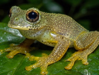 El Parque de la Naturaleza de Cabárceno incorpora dos especies de ranas amazónicas venenosas a su Reptilario